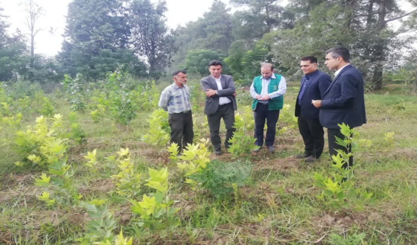 بازدید و بررسی مدیر برنامه و بودجه و بازرس سازمان جهادکشاورزی گلستان از روند تولید نهال 