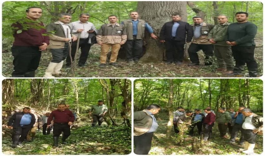 بازدید از عرصه های جنگلی گلفرا و بررسی مشکلات در جاده قدیم انجام شد