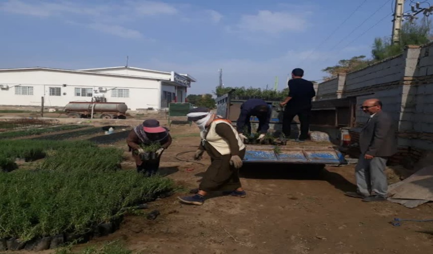 انتقال نهال های مرتعی و بیابانی نهالستان انبارالوم جهت بوته کاری در مراتع آق قلا 