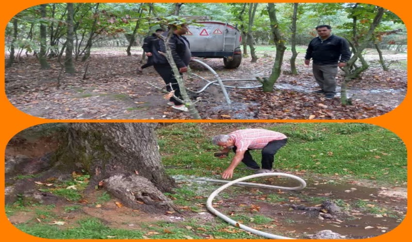 انجام اقدامات پیشگیرانه و مقابله با بیماری پوسیدگی زغالی بلوط در جنگل میاندره کردکوی