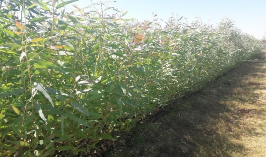 آغاز توزیع نهال اکالیپتوس رایگان برای اجرای طرح‌ زراعت چوب در کردکوی 