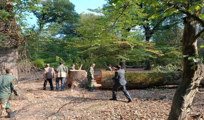 معاون امور جنگل منابع طبیعی و آبخیزداری گلستان از جنگل های رامیان بازدید کرد