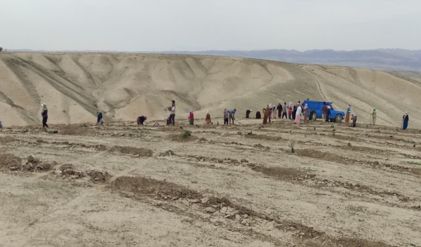 عملیات بوته کاری در محدوده طرح مرتعداری چایلی دره مراوه تپه شروع شده است