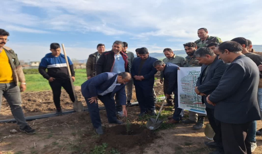 در راستای طرح مردمی کاشت یک میلیارد نهال مدارس کلاله درختکاری می شود 