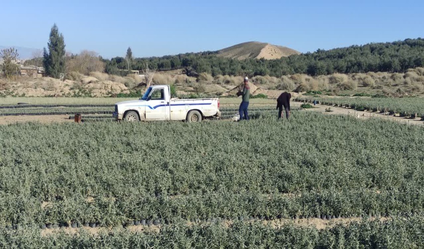  بارگیری نهال از نهالستان امام علی (ع) مراوه تپه در پروژه بوته کاری مشارکتی ۴۰ هکتاری