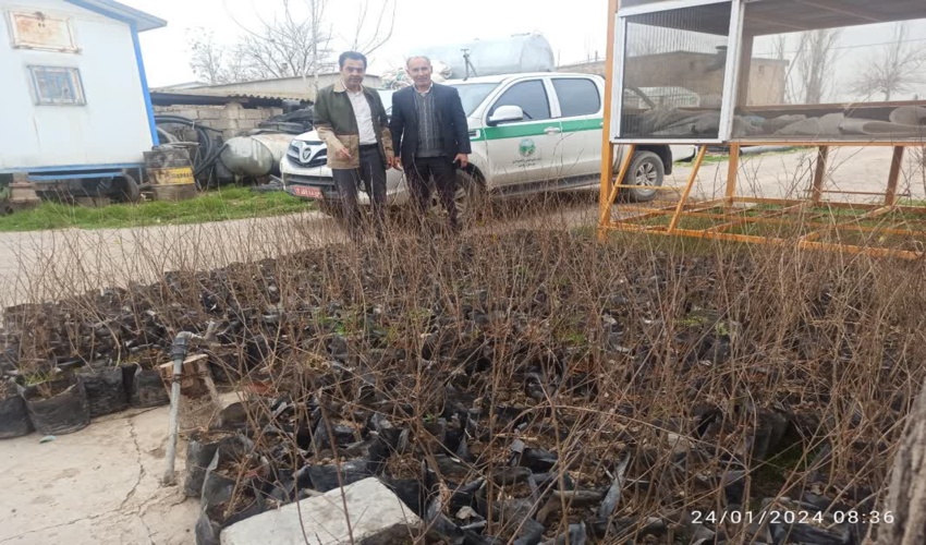 اهدا و ارسال پانصد اصله نهال انار شیرین از شهرستان آزادشهر به استان خوزستان 