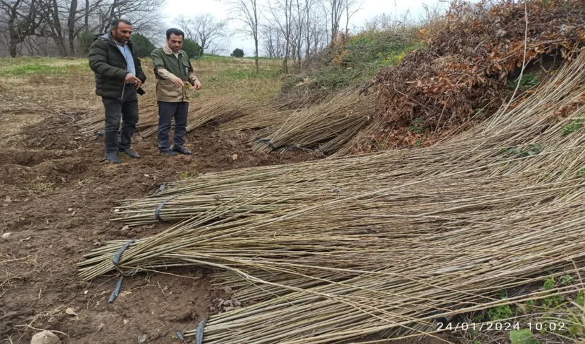آغاز توزیع بیش از 300 هزار اصله نهال از نهالستان مشارکتی طرح سوسرای آزادشهر