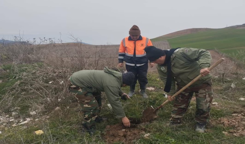  گزارش تصویری:کاشت نهال با همکاری راه و ترابری جاده ای در مراوه تپه