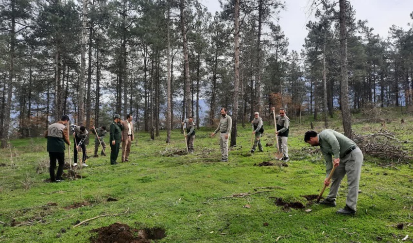 آماده سازی چاله های کشت نهال با کمک نیروهای حفاظتی منابع طبیعی و بسیج سازندگی آزادشهر