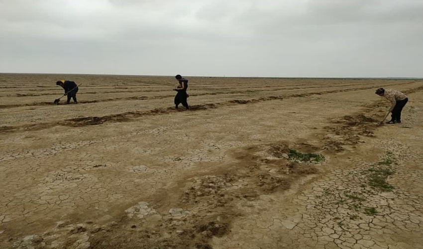 اجرای پروژه واکاری بوته کاری و بذرپاشی مشارکتی ۴۰ هکتاری در مرتع اینچه شوره زار آق قلا