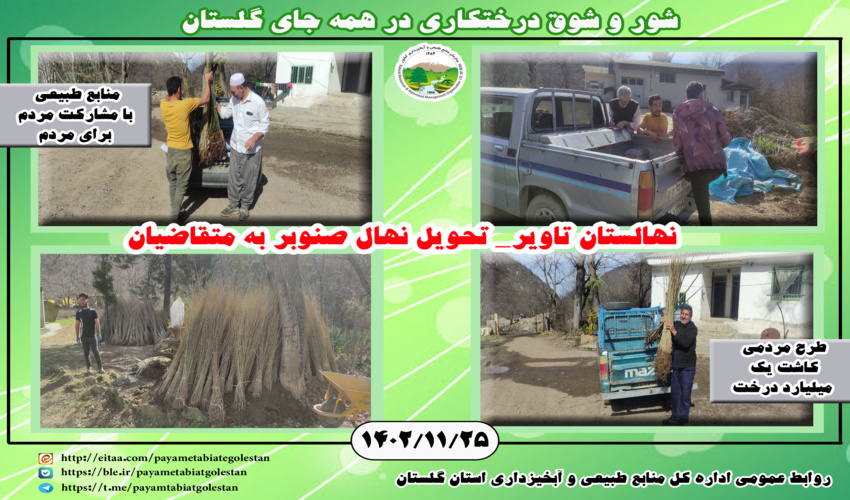 فتو تیترهای توزیع نهال صنوبر و اکالیپتوس در نهالستان های گلستان 