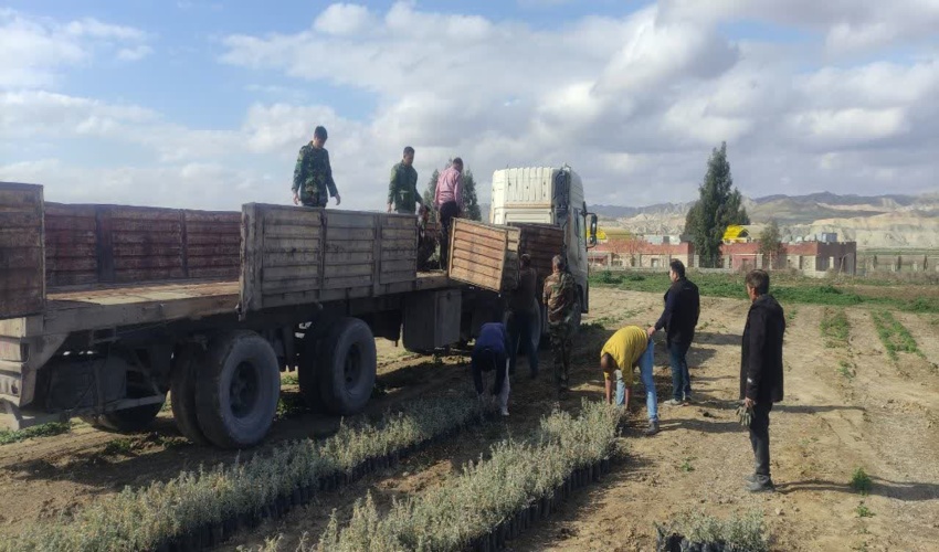 5600 گونه آتریپلکس برای کاشت مشارکتی از نهالستان امام علی(ع) مراوه تپه بارگیری شد