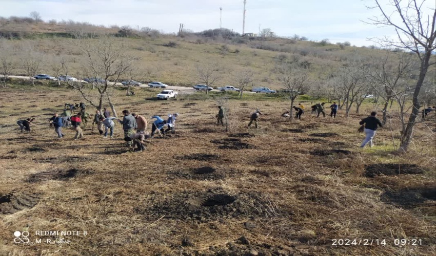 ۳۱۰۰اصله نهال از گونه سنجد تلخ، بلوط و افرا با همکاری نیروهای بسیجی و مردمی در گالیکش کاشته شد