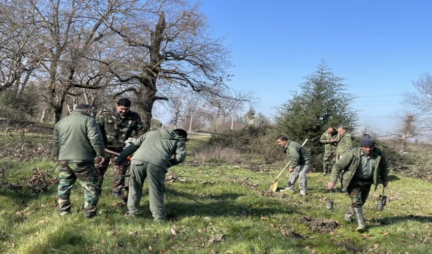 پویش کاشت هزار اصله نهال داغداغان و بلوط در عرصه جنگلی ازدار گلی بندرگز 