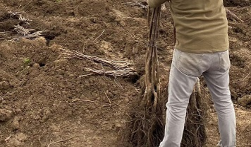 خیر منابع طبیعی 4000 اصله نهال اهدا کرد.