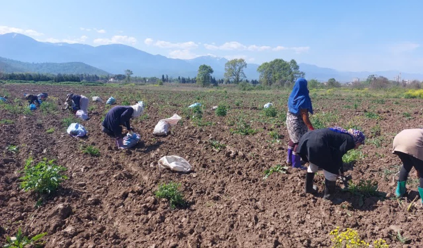 روند تولید نهال در راستای اجرای طرح مردمی کاشت یک میلیارد درخت در نهالستان قرق ادامه دارد