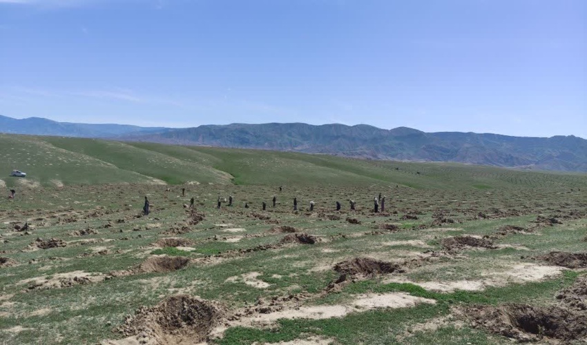 روند بوته کاری در محدوده طرح مرتعداری گینگ جای در سطح 300 هکتار ادامه دارد