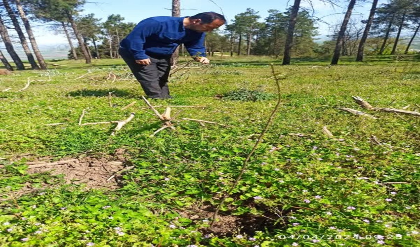 سبزینگی نهال های کاشته شده با مشارکت بسیج سازندگی سپاه شهرستان آزادشهر