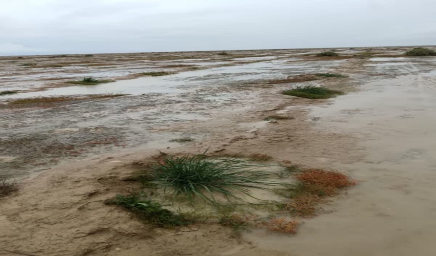 اثربخشی بارش های اخیر در بوته کاری های مراتع گنبدکاووس