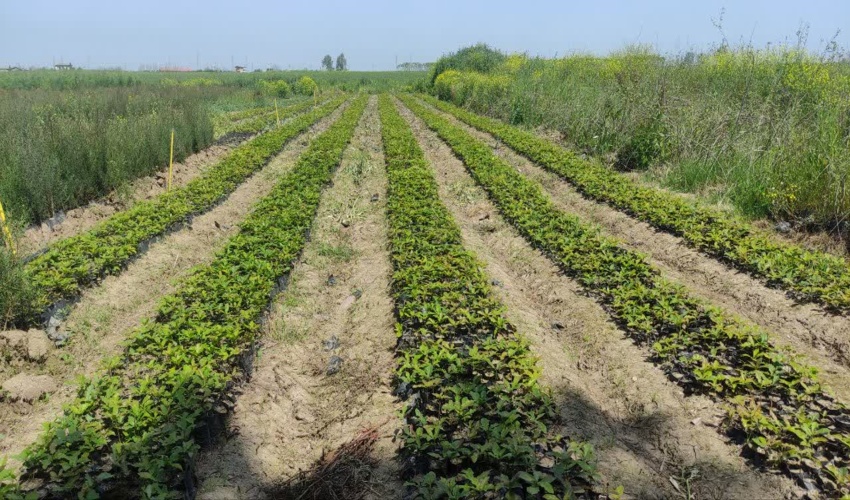 گزارش تصویری تولید نهال در راستای طرح مردمی کاشت یک میلیارد درخت 