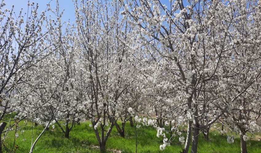 روستاهای تحت پوشش ترسیب کربن در بخش چشمه ساران با شکوفه های گیلاس طبیعت بهاری به خود گرفتند