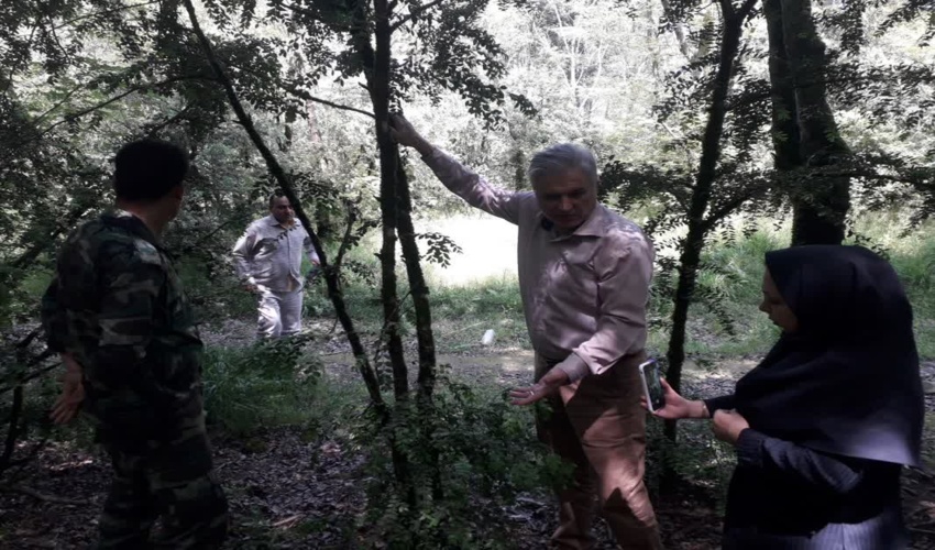 بازدید رییس اداره حفظ و حمایت اداره کل از درختان شمشاد بندرگز