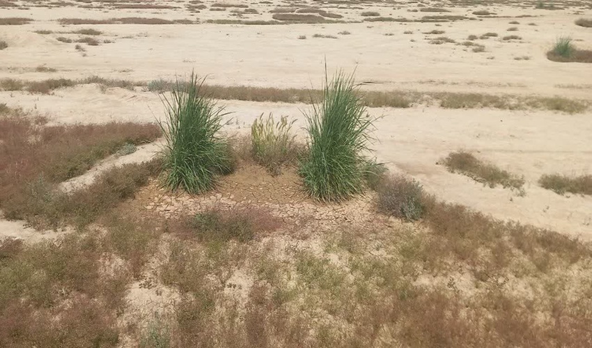 تصاویری از عملکرد مثبت پروژه هلالی آبگیر در مرتع قره قر بزرگ آق قلا