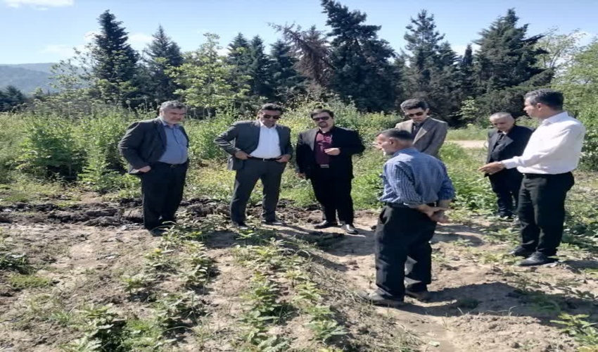 بازدید معاون برنامه ریزی و پشتیبانی منابع طبیعی گلستان از روند تولید نهال در نهالستان های قرق و تاویر