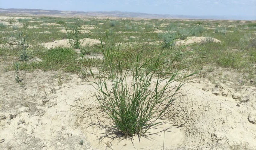 شادابی بوته‌های کاشته شده در محدوده طرح های مرتعداری مراوه تپه 