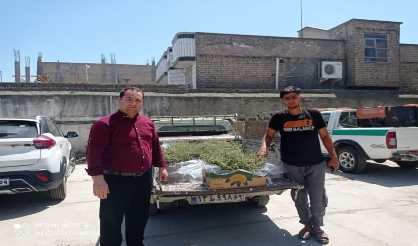 ۵۰۰۰اصله نشا گیاه دارویی آویشن باغی  در بین جوامع محلی حوزه اوغان شهرستان گالیکش توزیع شد