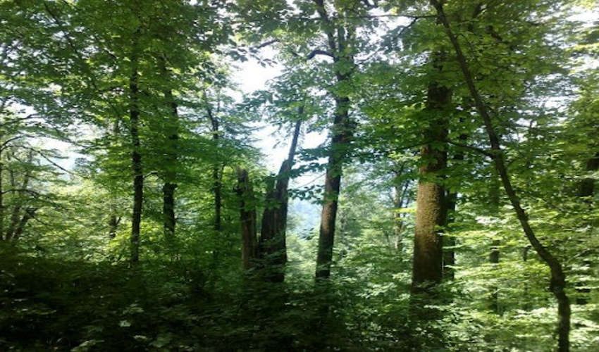 معرفی ذخیره گاههای جنگلی استان گلستان