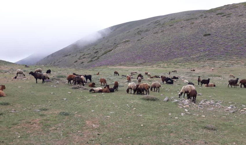 پیشنهاد روز ملی مرتع و مرتعداری پایدار در تقویم رسمی کشور از سوی وزیر جهاد کشاورزی