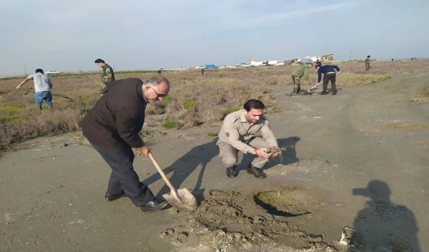 ۵۳۲ هکتار از اراضی ساحلی خزر در گلستان، درختکاری می‌شود