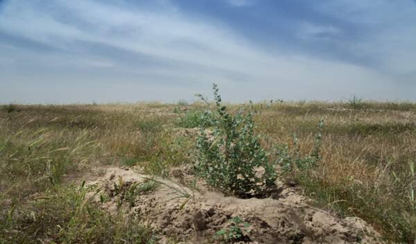 گلستان نیازمند ۷۷۰ میلیارد ریال برای مرتع‌داری و مقابله با بیابان است