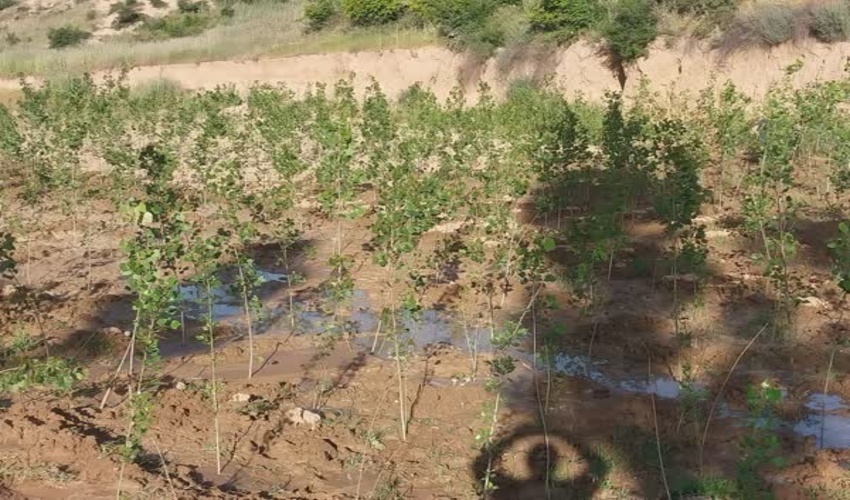 ۱۱۰ هزار نهال جنگلی و زراعی در مینودشت غرس شد