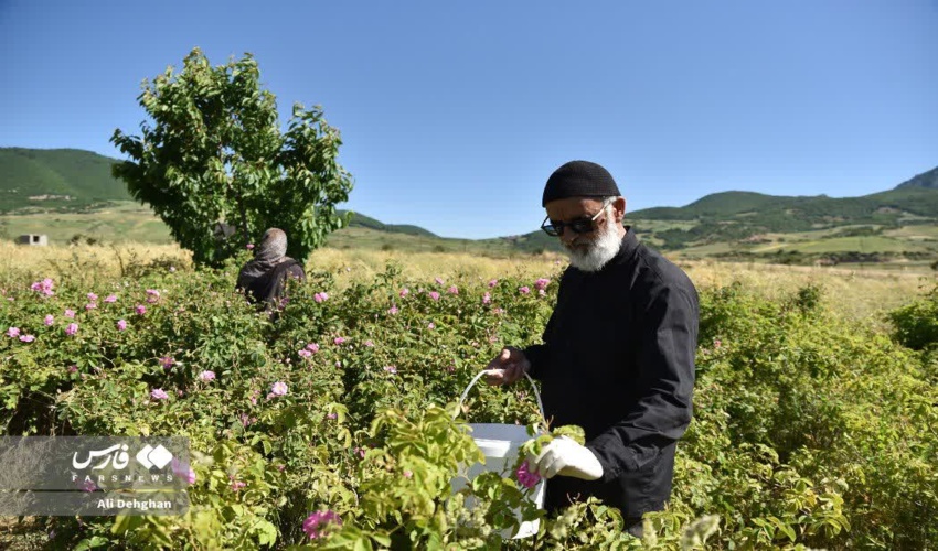ثمره بیش پنج سال فعالیت پروژه ترسیب کربن در منطقه چشمه ساران در سال جهش تولید با مشارکت مردم 