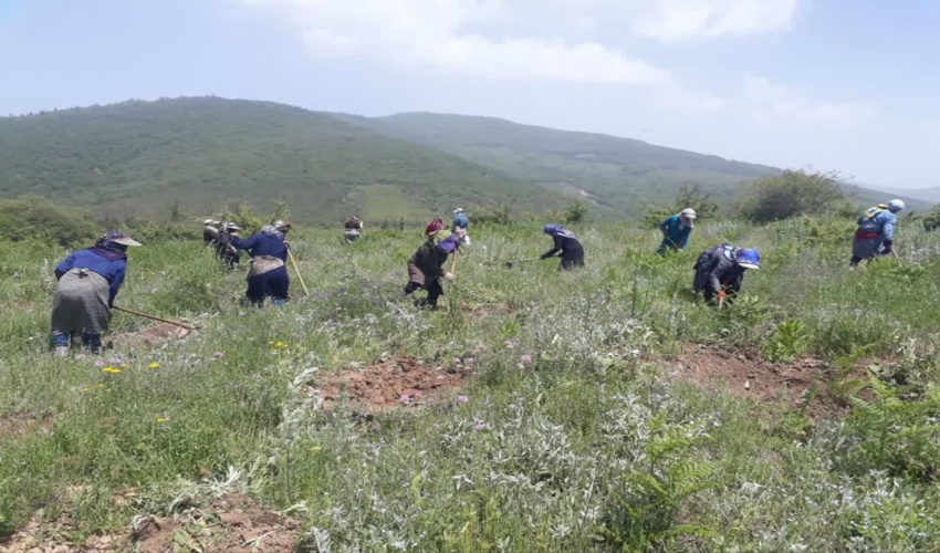 آغاز عملیات وجین وسله شکنی منطقه جنگل‌کاری عرب کلو و خسرو آباد گالیکش