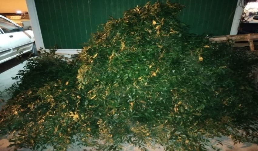 کشف محموله چلم یا همیشک در پاسگاه ایست و بازرسی نوکنده