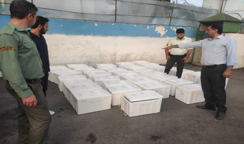 کشف ۴۵۰ کیلو گرم قارچ ترافل در پلیس راه آزادشهر توسط نیروهای یگان حفاظت منابع طبیعی رامیان