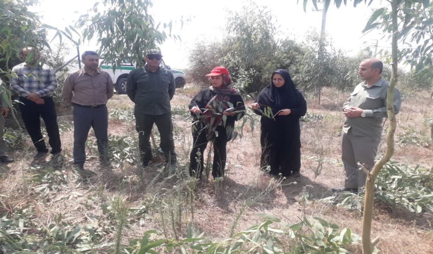 نماینده سازمان های مردم نهاد گلستان از طرح زراعت چوب شهرستان بندرگز بازدید کرد