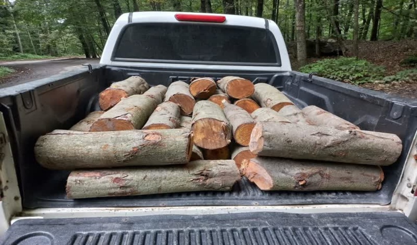 متخلف قطع درختان توسکا در بندرگز دستگیر شد.