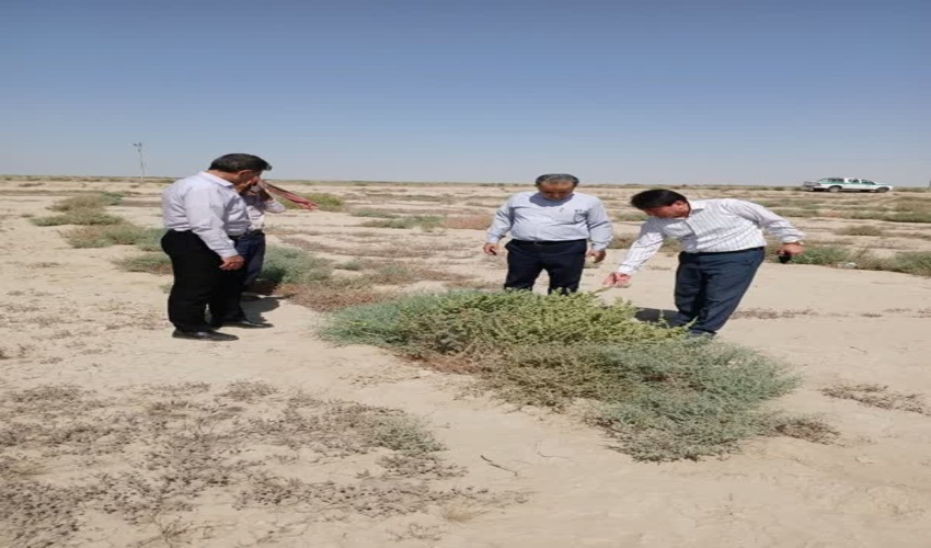 بازدید رئیس اداره منابع طبیعی گنبدکاووس از پروژه بوته کاری ۱۷۰ هکتاری دوزالوم