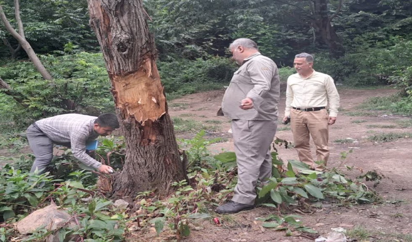 نشانه گذاری درختان خشک و خطرساز پارک جنگلی چهل چای