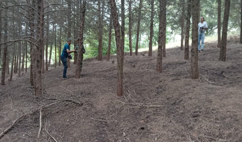 آماربرداری جنگل کاری سوزنی برگ صوفیان کلاله انجام شد