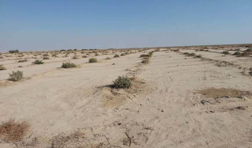 بوته کاری مشارکتی منابع طبیعی و آبخیزداری در سال ۱۴۰۲ در سطح ۱۱۵ هکتار 