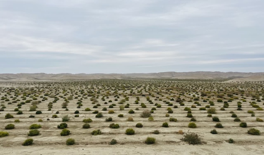 پروژه بوته کاری ۲۶۰ هکتاری کرند غربی شهرستان گنبد کاووس