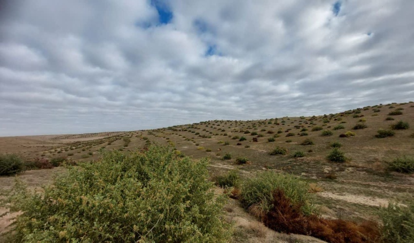 اجرای بوته کاری مشارکتی در طرح مرتعداری تنسیقی مرتع اوزین قل گنبدکاووس