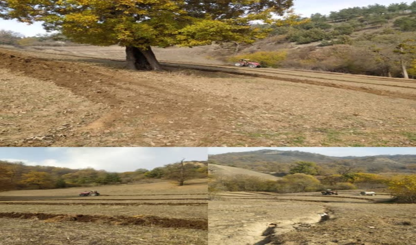 اجرای عملیات فاروزنی برای تثبیت عرصه های خلع یدی در شهرستان مراوه تپه 