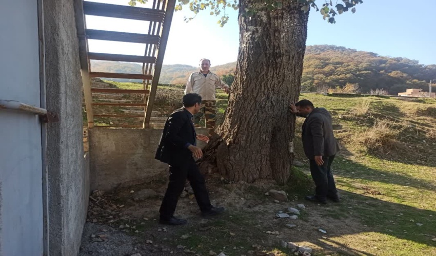 بازدید رییس اداره منابع طبیعی از درخت خطرساز حاشیه میدان تیر پادگان نوده 