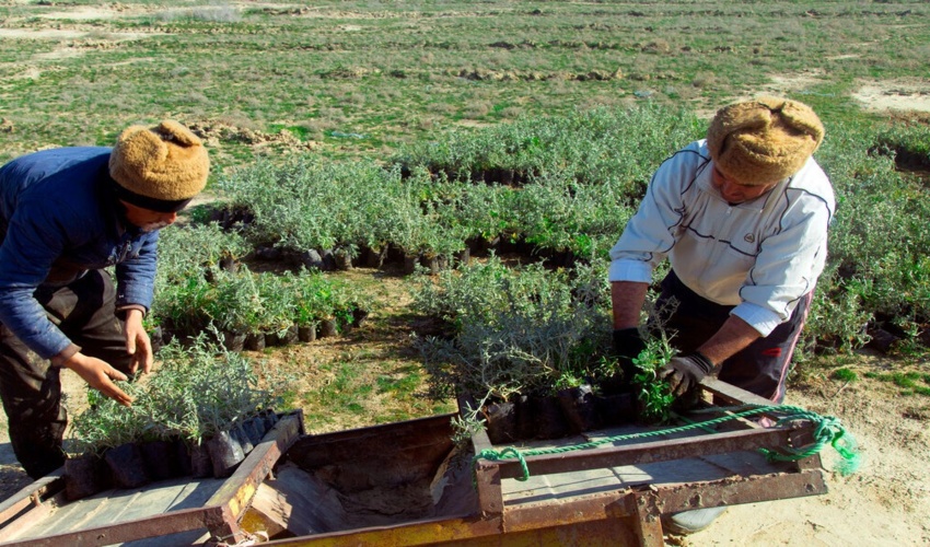 کشاورزان و دامداران، پیشتاز نهال‌کاری در مراتع گلستان هستند